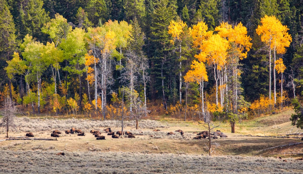 Bison Rest Among Aspens