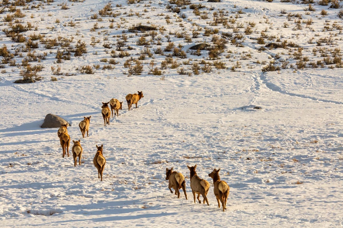 Epic Animal Migrations