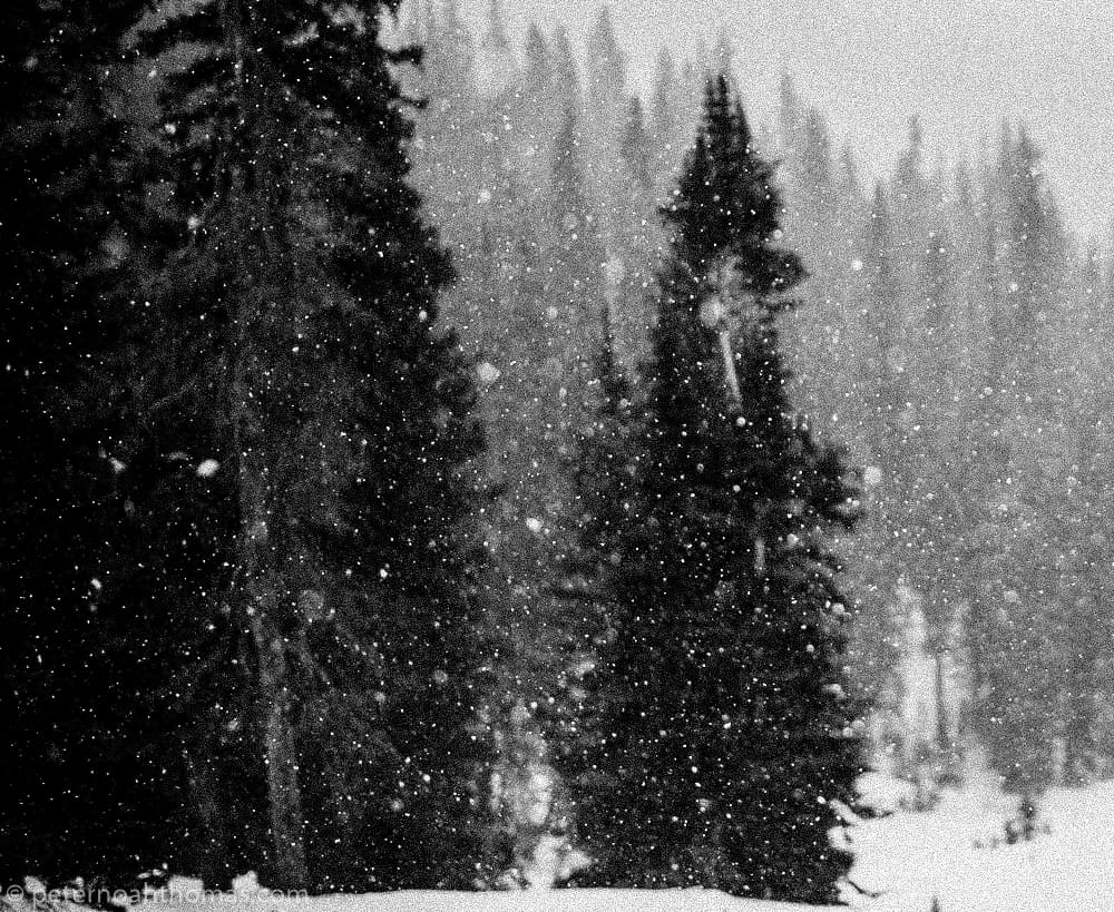 It's Snowing in Dunraven Pass