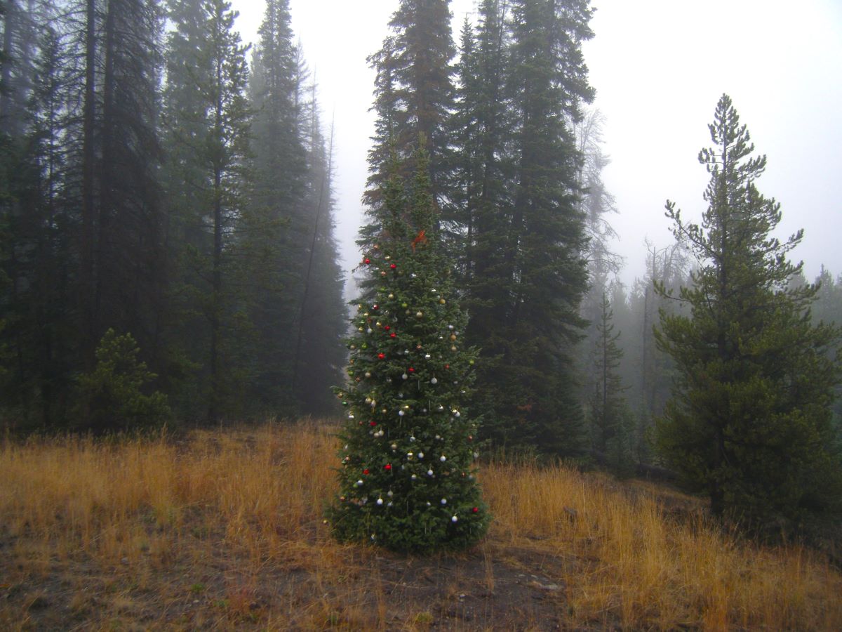 The Remembrance Tree decorated with ornaments and red ribbon in the forest near the Tetons