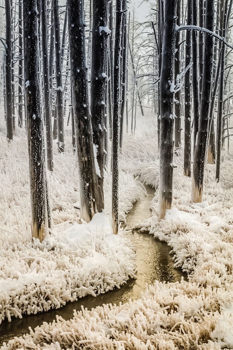 Following the Tangled Creek